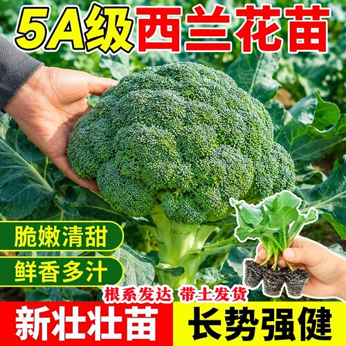 有机西兰花苗耐寒高产耐寒菜苗