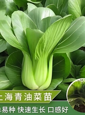 上海青菜苗带土秧苗苏州青梗菜四川老品种油菜黑大头苏州青油菜苗