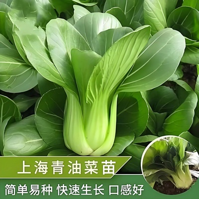 上海青菜苗带土秧苗苏州青梗菜四川老品种油菜黑大头苏州青油菜苗