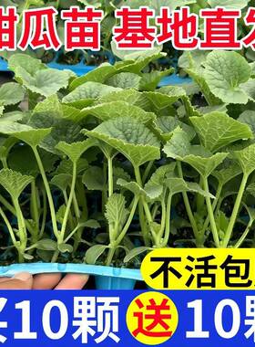 高产羊角蜜甜瓜秧苗超甜香瓜苗绿宝石甜瓜苗水果黄瓜博洋九号幼苗