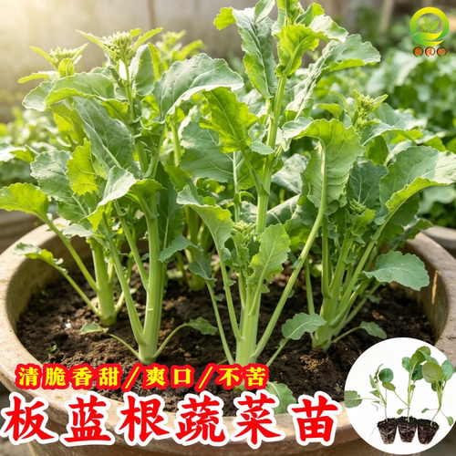 新品板蓝根菜苔苗耐寒青菜秧苗带根带土发货四季板蓝根青菜苗种子