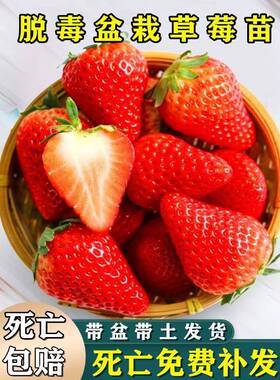 四季草莓苗脱毒穴盘苗带花带果带土奶油红颜天使阳台盆栽草莓秧苗