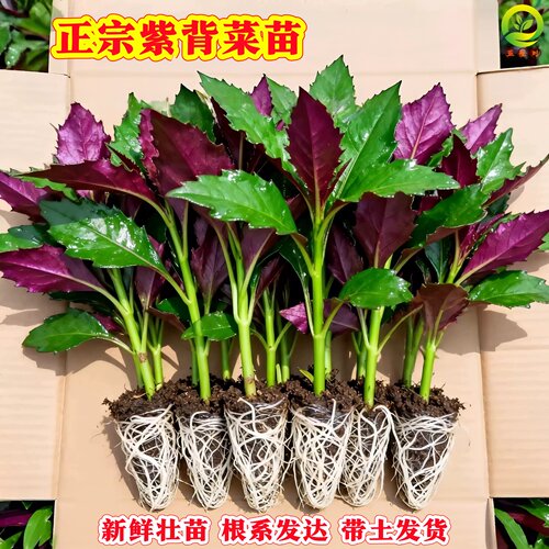 秋冬紫背菜苗补血菜盆栽易活