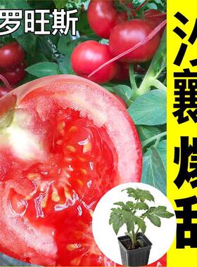 沙瓤普罗旺斯大番茄苗秧带土球超甜西红柿种子四季播种高产抗病苗