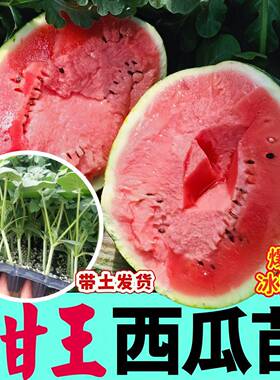 甜王西瓜苗秧带土8424麒麟红玉懒汉黄瓤小凤西瓜苗种子四季西瓜苗