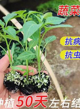 蔬菜苗秧种苗番茄苗辣椒苗青椒苗青线椒苗螺丝椒朝天椒苗阳台盆栽