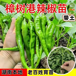 樟树港原种辣椒苗本地湖南正宗樟树港辣椒苗樟树港辣椒种子老品种