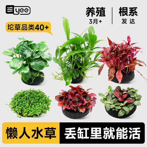 yee活体水草坨草懒人造景