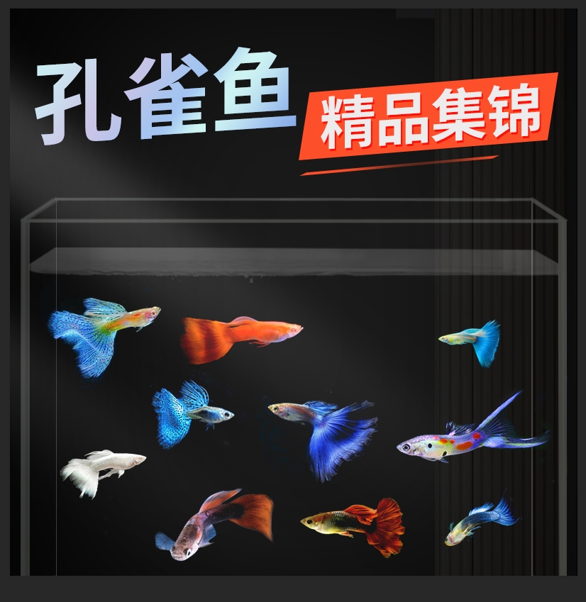 yee孔雀鱼观赏鱼活体热带小型淡水冷水耐养活鱼苗胎生鱼金鱼宠物|ruв категории животное/Животное питание и принадлежностей, аквариум мира, рыба - от Buy2taobao.com для оказания профессиональной услуги покупки агента Taobao