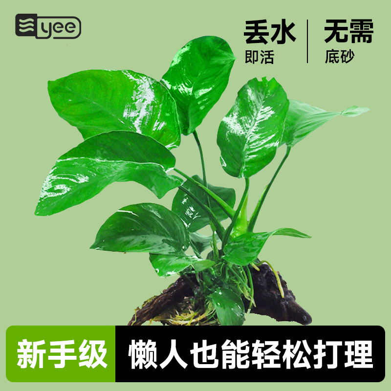 水草植物水榕生态造景真草