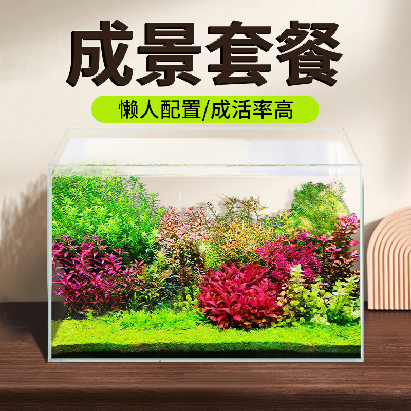 鱼缸水草植物真草缸造景套餐成品前景爬地珍珠新手鱼缸装饰套餐 宠物/宠物食品及用品 水草 原图主图