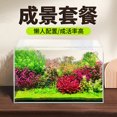 yee活体水草鱼缸水草植物造景