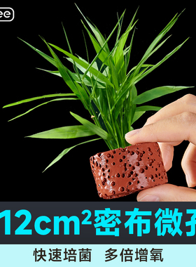 培菌石水草植物鱼缸造景净水好养水培定植草绿植淡水懒人阴性水草