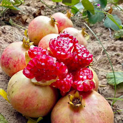 5斤河阴石榴新鲜水果河南软籽甜酸突尼斯维C花青多酚红酒果汁酵素