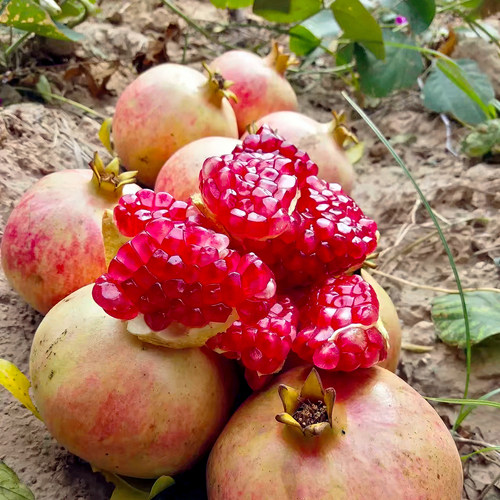富含多酚维C花青素女孩中秋礼品