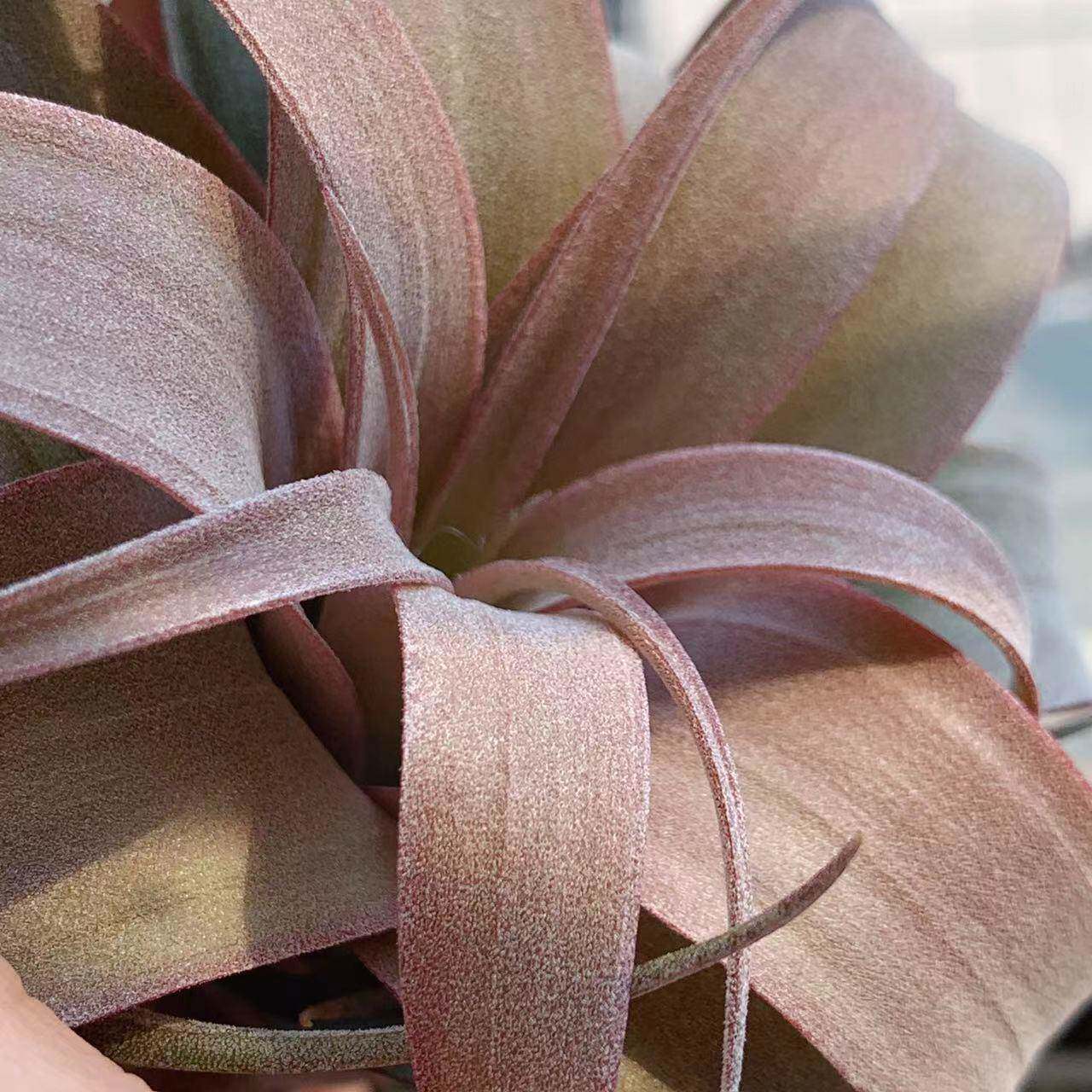 空气凤梨卡橙卷（卡比塔塔橙×电卷）绿植阳台客厅基地厂家