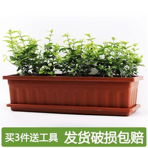 Balcony Basin Plastic flower pot with tray rectangular