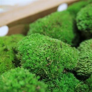 moss simulation Eternal and landscape artificial micro