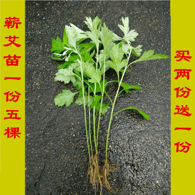 九尖蕲艾苗 驱蚊植物 药艾根艾苗食用艾团艾糕大叶艾种苗买二送一