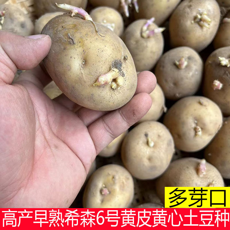 黄心土豆种子早熟土豆种子秋季种植马铃薯种子土豆种高产早熟土豆