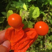 其他时间冷冻 长白山野生红姑娘果新鲜苦姑娘锦灯笼9 11月新鲜