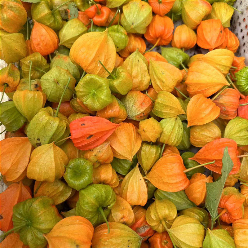 长白山苦姑娘洋姑娘红姑娘红灯笼镜灯笼青黄皮果产地发货特苦包邮