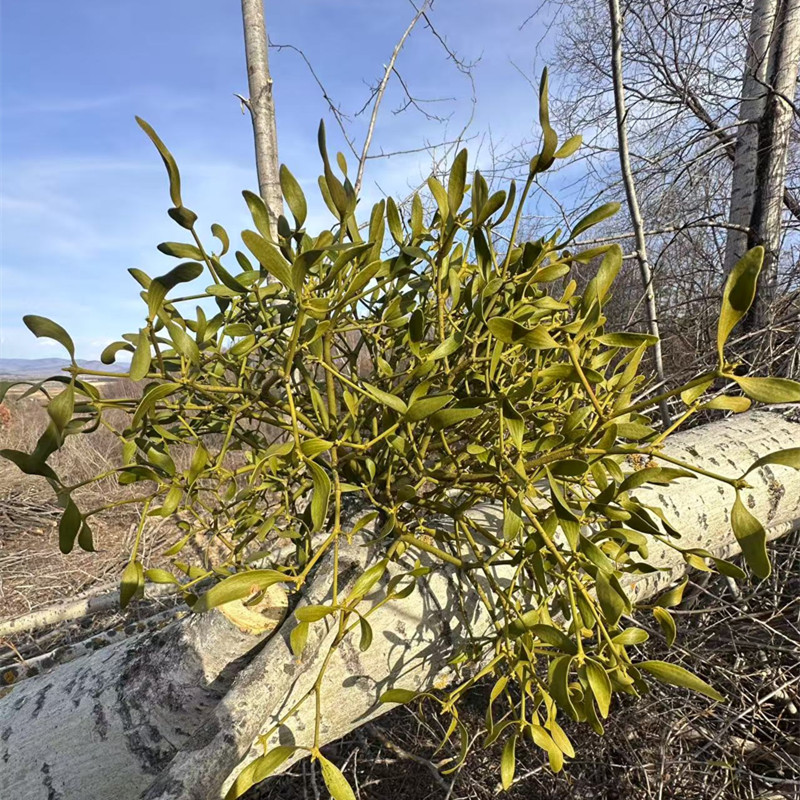 长白山新鲜冻青东北野生东青寄生子产地发货500克包邮