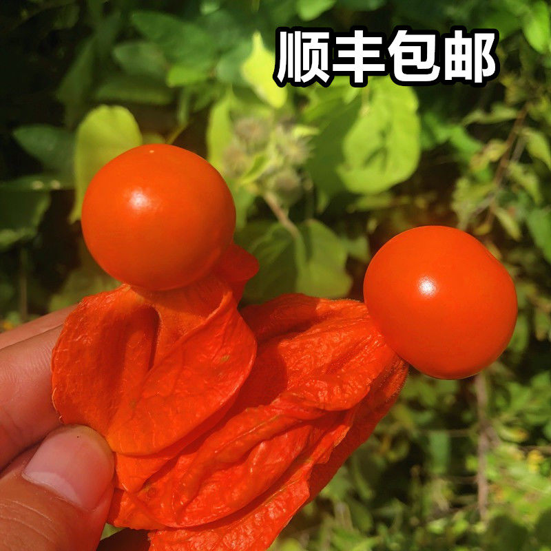 长白山红姑娘产地发货