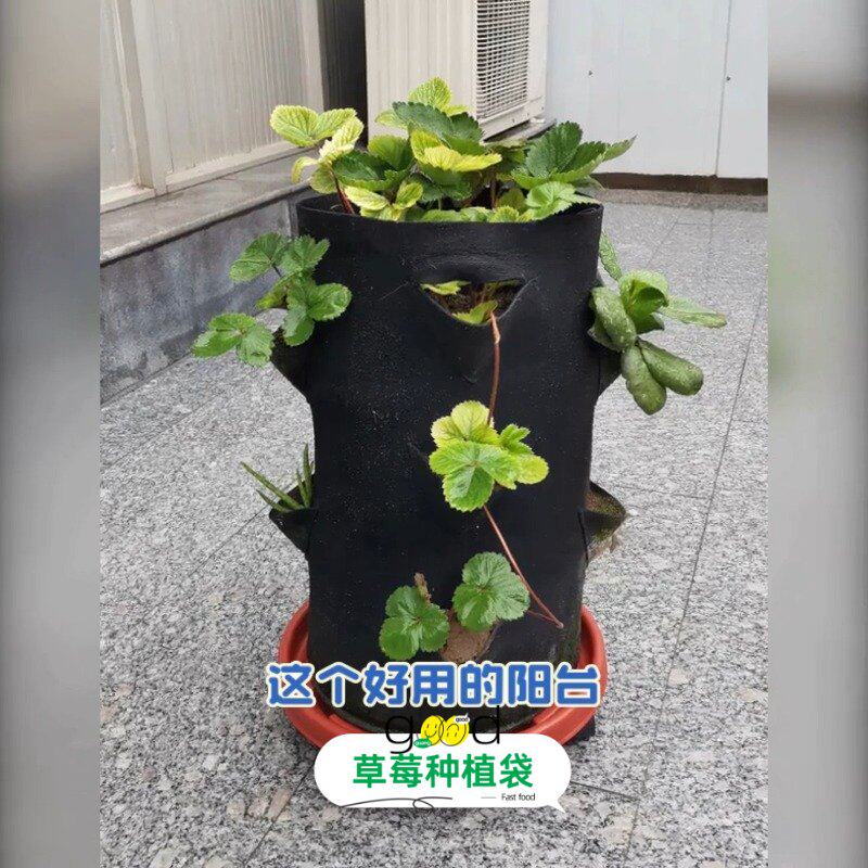 阳台菜园草莓花盆 加厚无纺布种植袋 透气不烂根圆形土豆桶草莓袋