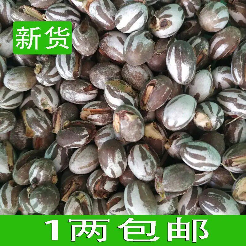 杨拉罐天然营养洋辣子罐活体坦克爬虫/鸣虫食物