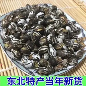 东北野生杨拉罐坦克虫