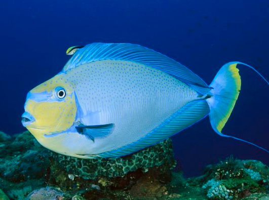观赏海水鱼 活体鱼 蓝点吊 倒吊