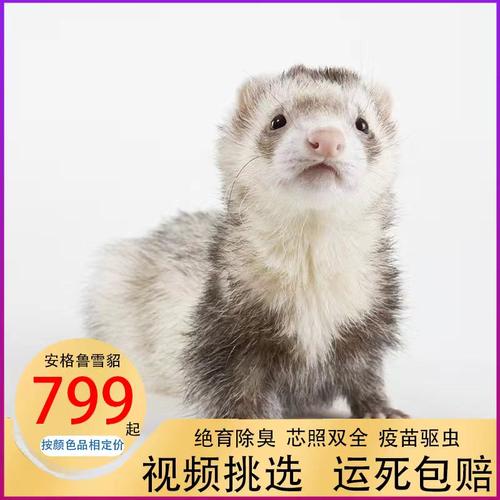 包邮包活包健康到家送赠品和粮食