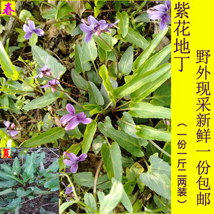 四川成都山野地新鲜紫花地丁现采铧头草犁头草1.2斤是600克装包邮