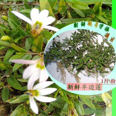 野生四川新鲜半边莲包邮