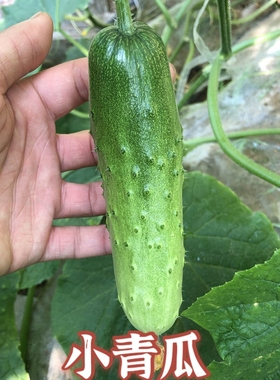 广东韶关农家蔬菜|始兴农家菜5斤|环保青菜|季节蔬菜|粤北绿色菜