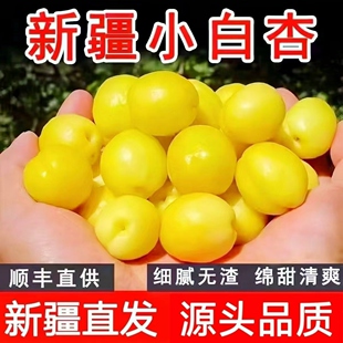 【爆款推荐】新疆小白杏轮台白杏库车新鲜水果甜杏子胜小红杏