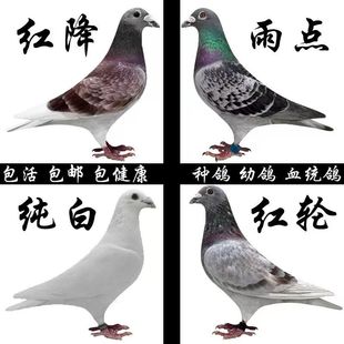 鸽子活体信鸽赛鸽天落鸟黑色信鸽火凤凰大红袍麒麟花纯白信鸽包邮