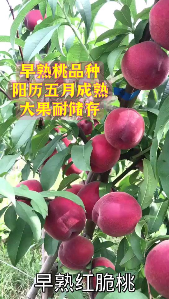 早熟红脆桃树苗桃树苗木新品种早熟耐储存阳历五月二十号即可上市