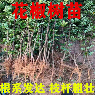 花椒树苗大红袍花椒苗少刺黄盖青花椒苗麻椒苗南北方种植