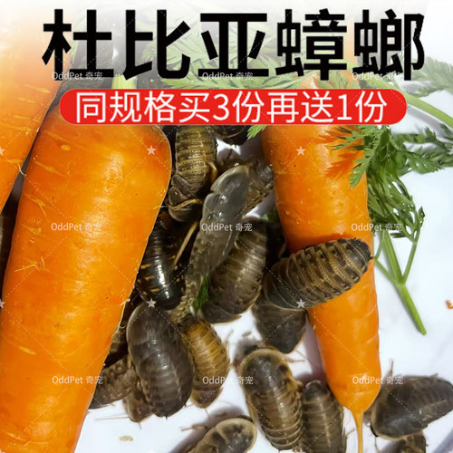 杜比亚蟑螂活虫活体饲料活饵