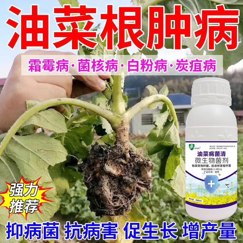 油菜病菌清油菜杀菌剂根腐病黑斑病霜霉病白粉病根肿病微生物菌剂