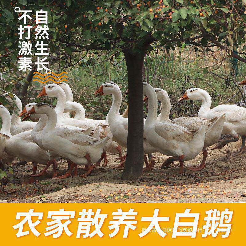 大鹅农家散养新鲜现杀老鹅肉