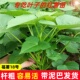 食叶型红薯叶苗 红苕尖 广西农家蔬菜食用地瓜叶番薯叶专吃叶子