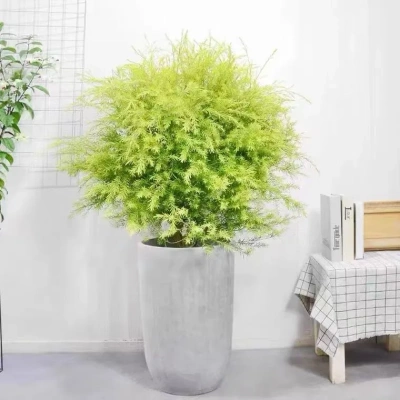 黄金香柳树苗多年生木本观叶植物黄金清香木千层金庭院花园花镜