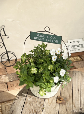 花仙堂园艺复古做旧绿色字母牌提篮铁皮桶铁艺花盆可爬藤花园阳台