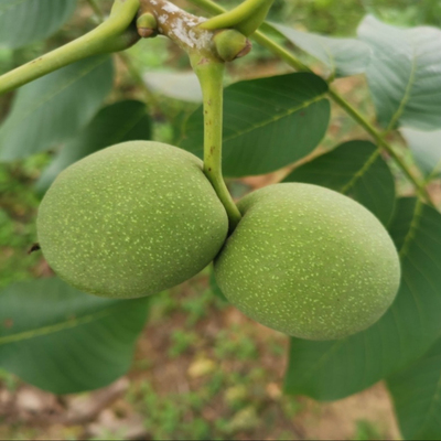 25年新鲜野生青皮核桃现摘未成熟青皮山核桃泡酒煮鸡蛋材料包邮