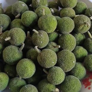 25年新鲜野生构树桃露天楮桃农家泡酒构树果子农家褚实子现货包邮