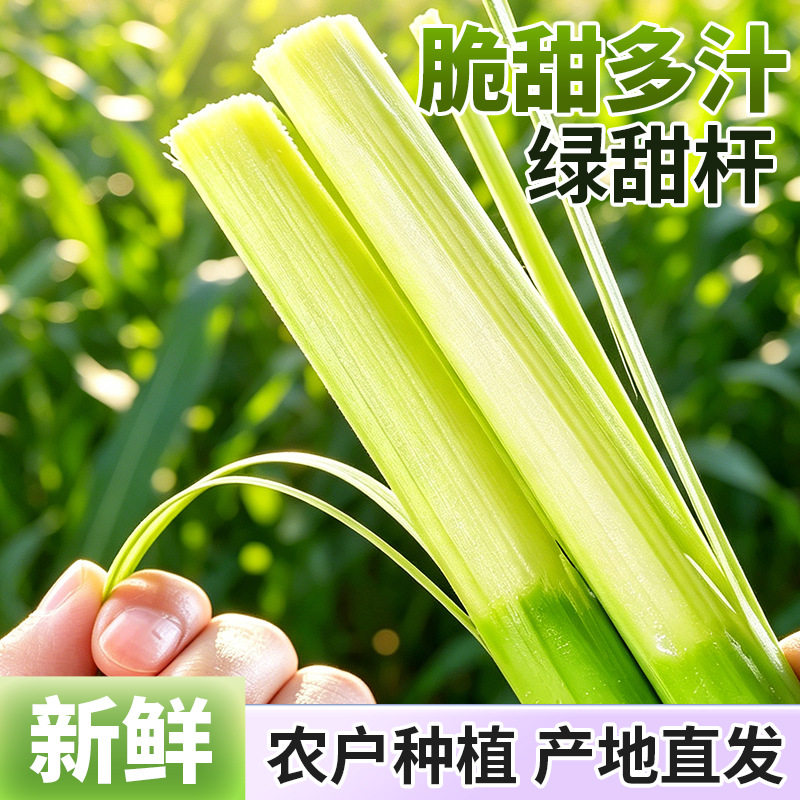 新鲜甜高粱杆农家甜杆小甘蔗水果现摘甜芦杆芦粟杆冰糖甜杆包邮