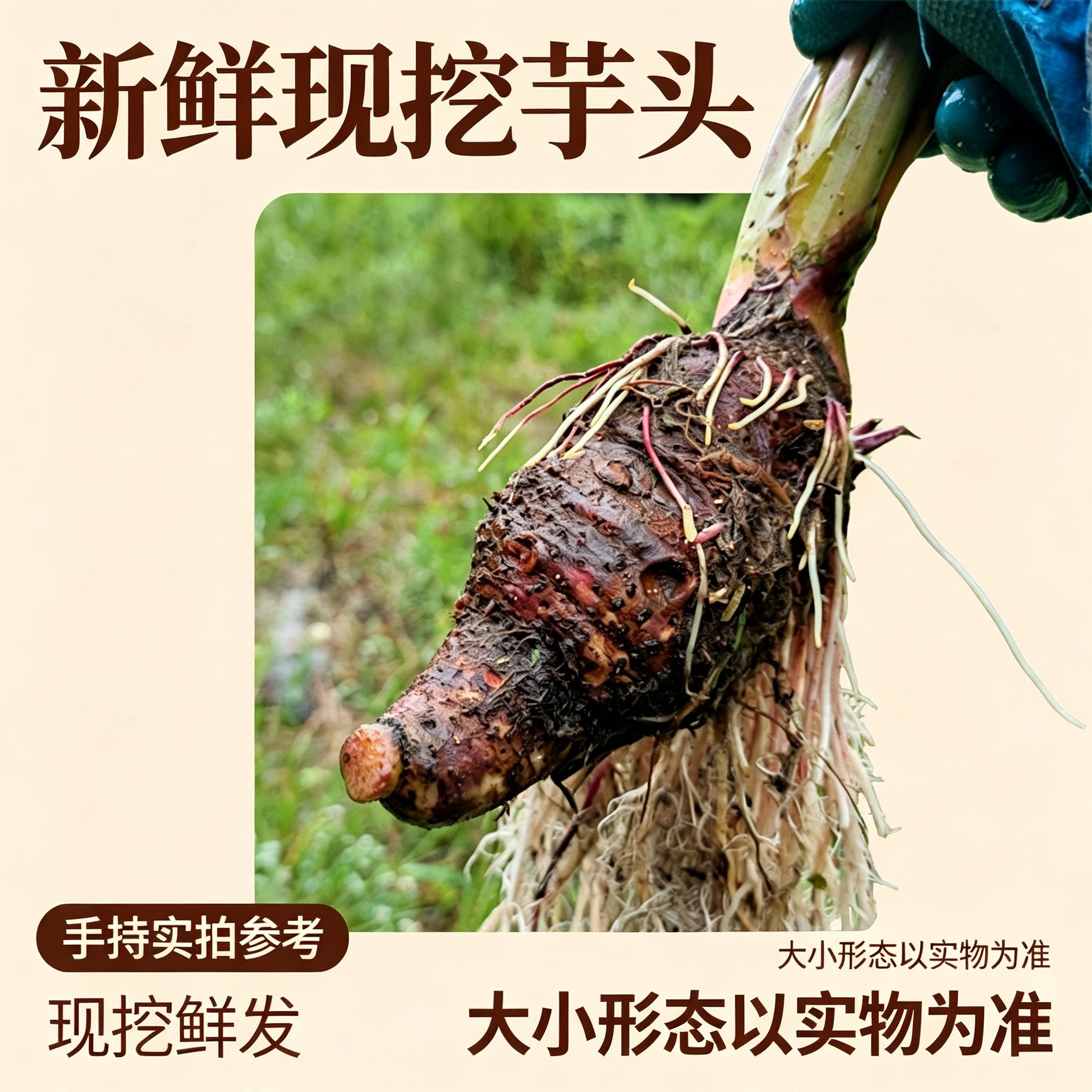 农家现挖新鲜红杆芋头 带泥带须根 原生芋艿生鲜原料